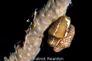 Kissing Cousins. by Patrick Reardon 